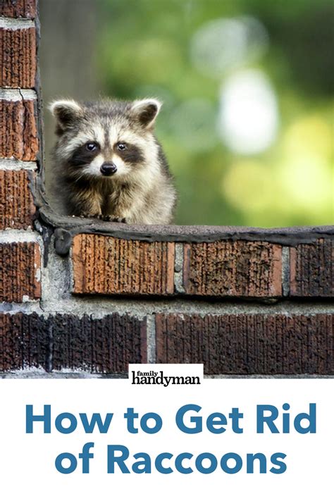 How to get rid of a raccoon. The best approach to wipe out raccoons from your home includes a combination of these methods. Get electric fencing installed. Use very bright lights and noise (loud music) to repel them. Use strong-smelling things like ammonia or vinegar to drive them away from their nests. 