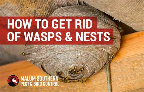 How to get rid of a wasps nest. Wear protective clothing (long sleeves, pants, gloves, hat, or bee veil) Turn off the power supply to the vent. Spray or dust the nest with a wasp pesticide according to the label instructions. Wait 24 hours before removing a nest. Vacuum the nest and dispose of it in a sealed bag in an outdoor garbage bin. 