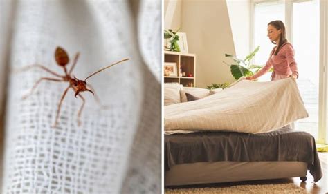 How to get rid of ants in bedroom Express.co.uk