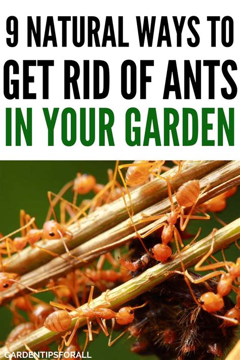 How to get rid of ants in the yard. The strong scent of cinnamon can mask the ants’ pheromone trail and deter them from entering the area. Coffee grounds: Sprinkle used coffee grounds around garden plants or in areas where ants are present. The scent of coffee can help to mask the ants’ pheromone trail and repel them. Peppermint: Plant peppermint around garden plants or in ... 