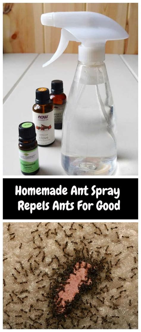 How to get rid of ants safely with homemade solutions Tom s Guide