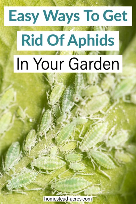 How to get rid of aphids. Aphids are small, soft-bodied insects that feed by sucking the nutrient-rich liquids out of plants. They can weaken plants significantly, harming flowers and fruit. Learn how to identify, control, and prevent aphids with tips from The Old Farmer's Almanac. 