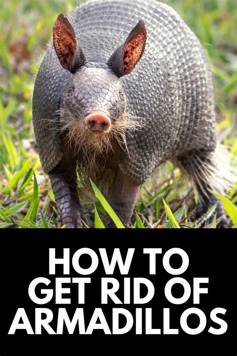 How to get rid of armadillos. Building a fence around your garden or yard can help prevent armadillos. The fence must go deep into the ground, otherwise the armadillo will simply dig underneath the fence to find a way in. If you are building a fence, it should go at least 18 inches into the ground and have a 90 degree bend at the bottom. Building a deep fence is no picnic ... 