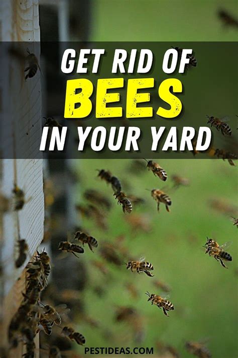 How to get rid of bees. This will ensure the larvae die as well as keep other bees from using this hole for future nesting. Kill any remaining masonry bees you see with household insecticide. Remove protective clothing and goggles. Plant some spearmint, thyme or eucalyptus around your home. The bees do not like the scent of these plants and will stay away. 