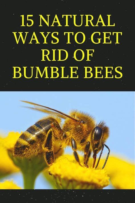 Carpenter Bees can be confused in appearance for Bumblebees but can be differentiated through their hairless and shiny bodies while Bumblebees are very hairy. Another difference is Carpenter Bees nest in burrowed wood while Bumblebees nest in the ground. How To Get Rid of Carpenter Bees. 