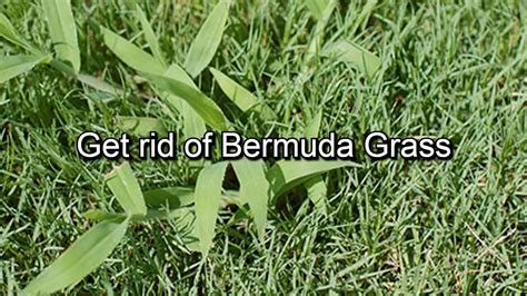 How to get rid of bermuda grass. To kill Centipede grass in Zoysia, use fluazifop-p-butyl herbicides which target Centipede grass but not Zoysia. Apply repeatedly as the label directs during active centipede growth. Or manually dig out Centipede patches and re-sod with Zoysia. Mow frequently and fertilize Zoysia to encourage its growth over the Centipede grass. 