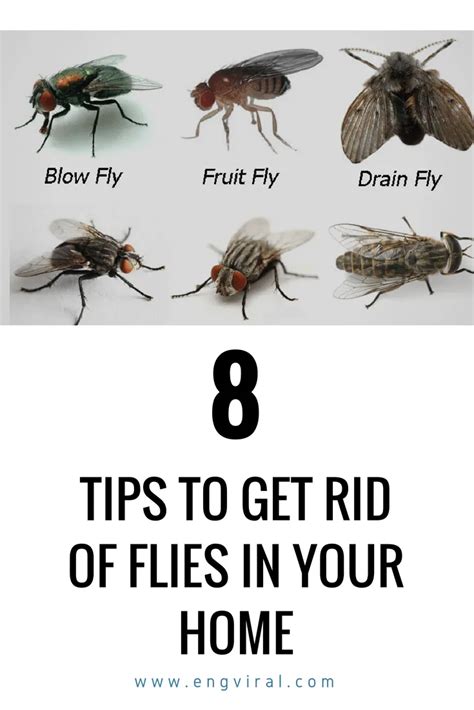 How to get rid of black flies. Fruit flies and fungus gnats can look pretty similar if you don’t know what you’re looking for. Fruit flies can range from tan to black in color, but have large red eyes that can give their appearance a reddish hue. Fruit flies are rounder and more closely resemble a very miniature house fly in shape. Fungus gnats are dark grey and slimmer. 