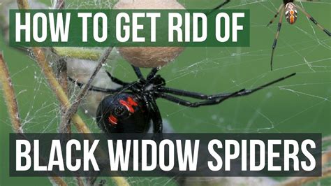 How to get rid of black widows. Make sure the liquid level is beneath the opening of the bottle. Then place your trap outside to attract the wasps. Once lured in by the sugar water, wasps won’t be able to find their way back ... 