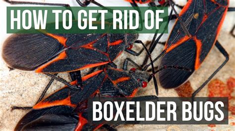 How to get rid of box elder bugs. Apr 11, 2023 ... If you already have bugs and you want to try getting rid of them yourself, Zborowsky said there's several home remedies you can do, like putting ... 