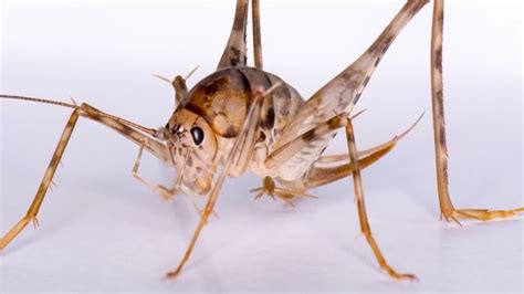 How to get rid of camel crickets. There are over 900 different species of cricket, but the most common types found in North America are field crickets, camel crickets and house crickets. Other common types include ... 