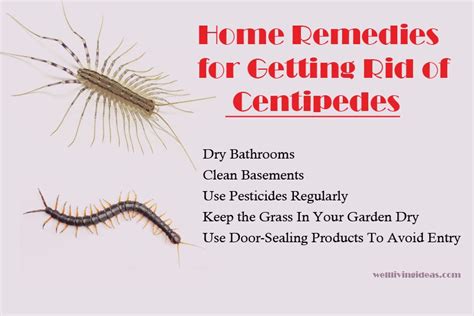 How to get rid of centipedes in house. Centipedes are nature’s exterminator. House centipedes are an all-natural form of pest control. They eat a wide variety of pesky bugs, including flies, ants, moths, silverfish, spiders, and ... 