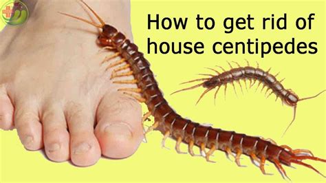 How to get rid of centipedes in the house. What are centipedes? Centipedes have long, segmented bodies; each body segment has one pair of legs. Depending on the species and size, most centipedes have between 15 and 177 legs. The first pairs of their limbs (maxillipeds) end in sharp claws and contain venom glands. Centipedes also have long, sensitive antennae covered in dense hair. 
