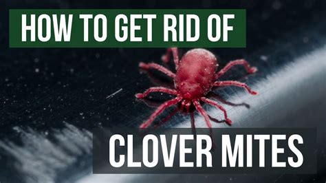 How to get rid of clover mites. Place the items in the washing machine and wash them with hot water and the regular cycle. When the washing machine is done, transfer the items to the dryer and dry them on a hot setting. To kill dust mites, the washing machine or dryer must reach between 130 and 140 F (54 to 60 C). 4. Clean curtains and drapes. 