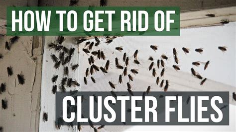 How to get rid of cluster flies. Go through your home and look for holes, gaps and cracks where a small cluster fly could enter. Remember, it only takes a hole the size of a rice grain for a cluster fly to enter. If you believe the vents in your attic offer an entry point for these pests, try placing a screen over them. This will prevent any cluster flies or other unwanted ... 