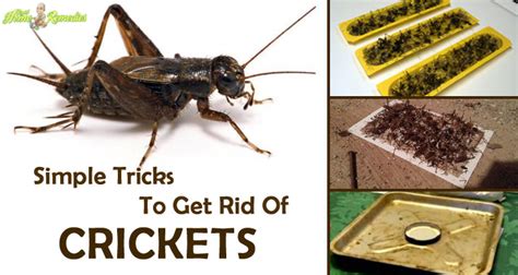 How to get rid of crickets inside house. Crickets are rather closely related to cockroaches, so have a gradual metamorphosis. The young, or nymphs, look like adults, except that their wings and genitalia are not developed fully. The house cricket lives outdoors but may invade houses in great numbers. Adults are about 3/4 inch long with 3 dark bands on the head and long thin antennae. 