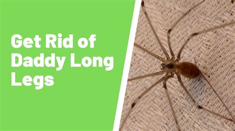 How to get rid of daddy long legs. Getting Rid of Cellar Spiders/Daddy Long Legs and Other Spiders. The first step in controlling spiders (and many other pests) is to seal up places where they can get into your house. Seal cracks on the outside of the house, especially around doors, windows, and where utility lines enter the house. Pay special attention to any cracks or gaps in ... 