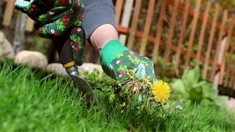 How to get rid of dandelions in 5 simple steps Tom s Guide