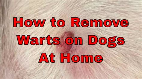 How to get rid of dog warts at home vinegar. .  <a href=https://u0495249.isp.regruhosting.ru/pn...