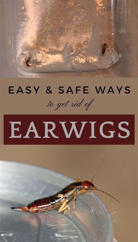 How to get rid of earwigs. Aug 8, 2022 · Combine a 50:50 ratio of vegetable oil and soy sauce in a small vessel with a lid. Punch holes around the top of the container and replace the lid, then bury it so the holes are level with the ground. The pests will be attracted to the salty condiment and the oil will stop them from escaping. 4. 