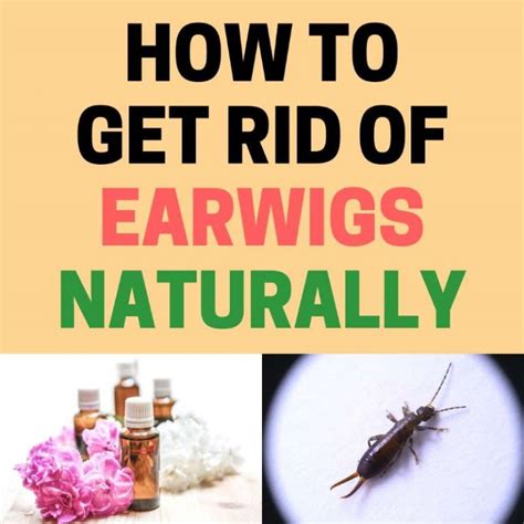  Create a mixture of warm water and dish soap, 4 parts to 1, and stir until foamy. Get a bright lamp outside and place the mixture’s bucket right under the lamp. The light will attract the earwigs and they will drown in the bucket. . 