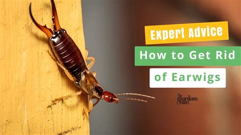 How to get rid of earwigs in your house fast. Drown the pincher bugs by filling the bucket with hot soapy water. Fill a can or other container half full of soapy water. Bury it near the earwigs, keeping the rim at ground level. Rub a little oil inside the can, just under the rim, or put a few drops in the water. Earwigs will crawl in and drown. 