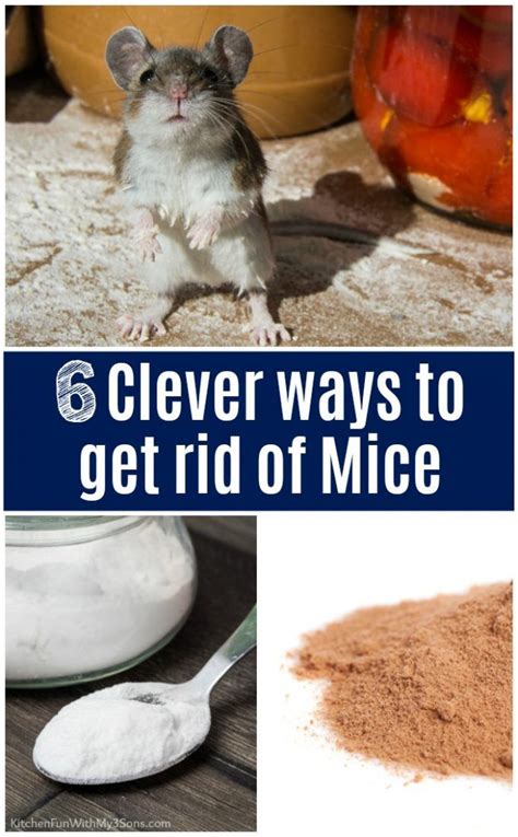 How to get rid of field mice permanently. 800-837-5520. Natural mice repellents can sometimes work, but you shouldn’t depend on them. There are risks to consider with DIY solutions. Risk #1: The more time wasted on attempting to get rid of mice with natural deterrents, the more time your mice have to breed and multiply. The risk of food and water contamination also increases over ... 