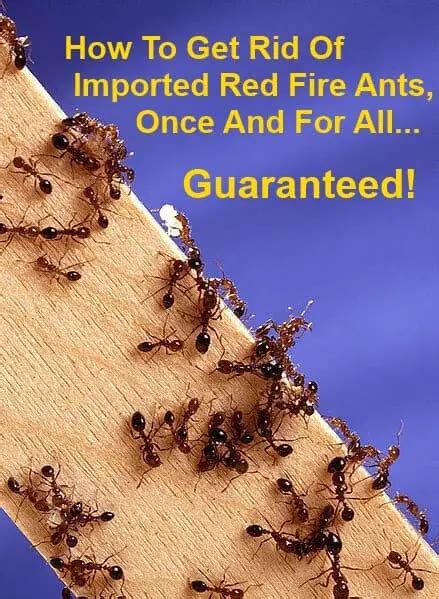 How to get rid of fire ants. Fire ants will sting anything that disturbs their colony. Their stings can be quite painful and may require medical attention, especially if you’re allergic. Help protect your family from these aggressive critters by learning more about them and finding out how to help get rid of fire ants in the house. Fire ants are usually 1/8 to 1/4-inch ... 