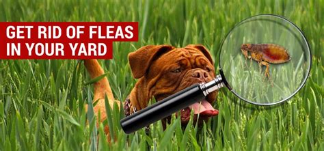 How to get rid of fleas in the yard. How to flood the yard with water. Remove all clutter like old bikes, toys, etc. from the yard. Mow or trim the lawn to at least ½ inch height to prevent fleas from living in your yard. Use a hose or pipe to flood the entire lawn. Repeat the process monthly to eliminate newly hatched fleas. 2. 
