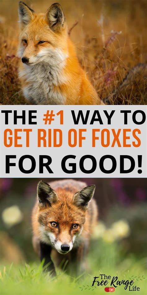 How to Get Rid of Foxes · An easy way to keep a fox out of your yard is to fence it out. · You can scare the foxes away with keeping large dogs in your yard or ..... 
