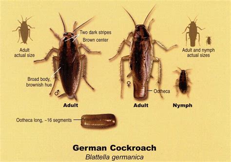 How to get rid of german cockroaches. Cockroaches invading your home? Find out how much it costs to exterminate roaches to help keep your home pest free. Expert Advice On Improving Your Home Videos Latest View All Guid... 