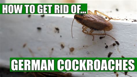 How to get rid of german roaches. People who are fighting German cockroaches will try almost anything to get rid of the pests. People have been known to use dust on the baseboards, bombs in the cabinets, and chalk in the corners. They … 