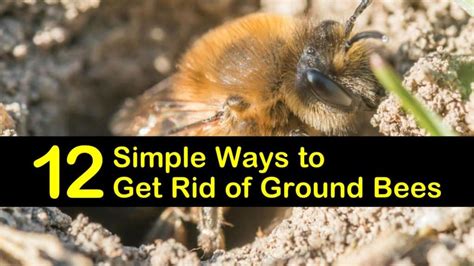 How to get rid of ground bees. It is best that you attack their nests at night. Try to drive the bees away instead of straight up exterminating them, ground bees are important for the ecosystem. Avoid using chemicals and pesticides, they only harm the soil. Wear protective clothing when applying sprays as the bees might attack when agitated. 
