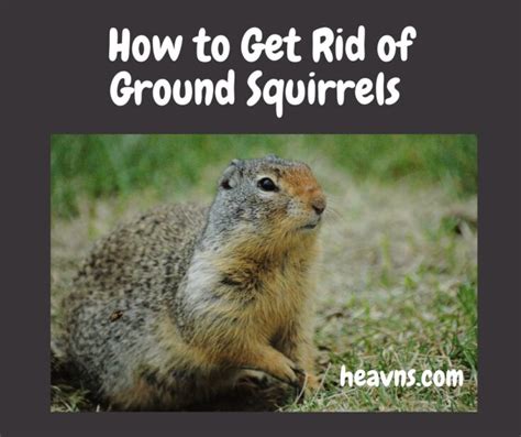 How to get rid of ground squirrels. May 20, 2021 ... Burrow fumigation can work in the spring when the ground is still relatively hydrated from the winter rain. Fumigation later in the year, when ... 