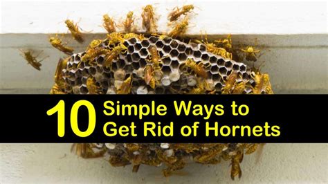 How to get rid of hornets. Directions: Step 1. Mix together 1 to 3 teaspoons of Boric Acid or Borax in every half a gallon of liquid, you can use juice or any sugary liquid/ drink. After they are well combined, transfer the solution mixture to a container, it can be old juice bottles or pop cans. Put a long stick in the can or bottle so that the insects can have ... 