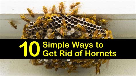 How to get rid of hornets nest. On this episode, I'll show you how to get rid of wasp nests and keep them away.Check out my other videos:Hot SauceHow to Make How Saucehttps://youtu.be/31xYL... 