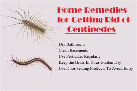 How to get rid of house centipedes. How to Get Rid of Centipedes Naturally. To get rid of centipedes naturally, you can use some of the same methods mentioned above, such as sealing off entry points, removing debris and blocking off food sources. Additionally, you can try the following: Use your bathroom fan often – House centipedes prefer moist, humid … 