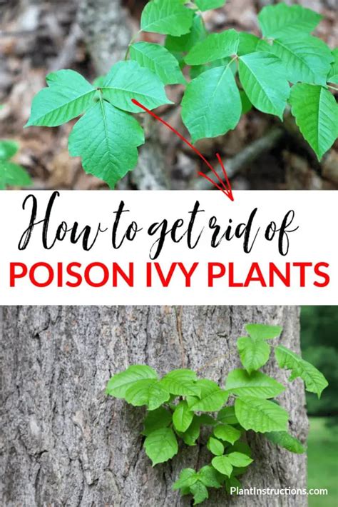 How to get rid of ivy. Using Vinegar to Clean Poison Ivy on My Shoes. While soap and water usually do the trick, vinegar also effectively cleans shoes to remove poison ivy plant oil. This method is ideal for spot cleaning and … 