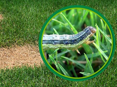 How to get rid of lawn grubs Daleys Turf