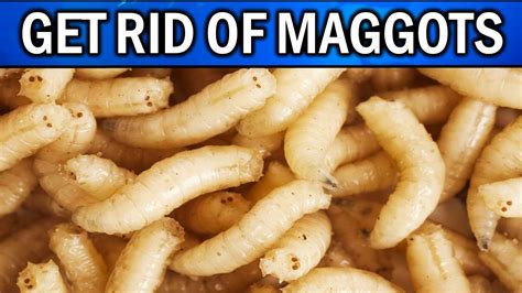 How to get rid of maggots in house. Natalie adds: "Get your bin emptied and wash it out. Don’t put lose food waste in the bin, make sure it is always bagged up/sealed so that flies cannot get access to lay their eggs. "Remember ... 