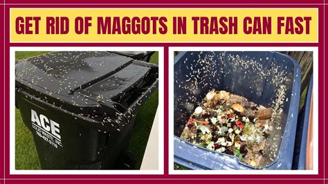 How to get rid of maggots in your garbage can fast Tom s Guide