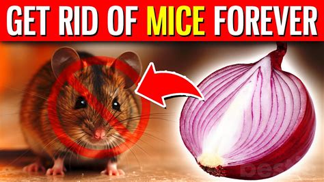 How to get rid of mice forever in 11 steps - Grandma