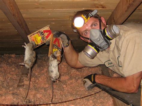 How to get rid of mice in attic. Getting rid of rodents in the attic naturally works but sometimes you need to get a little creative. Watch a video to see a simple trick that sends mice packing. Free Shipping on all orders over $75! 