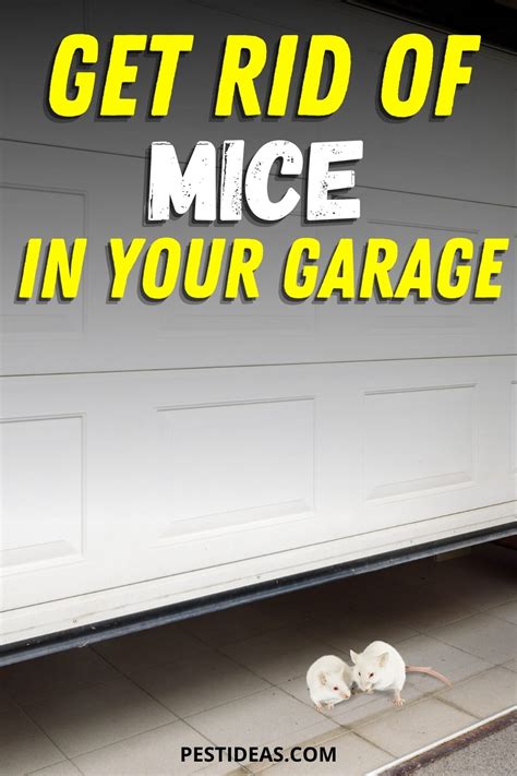 How to get rid of mice in garage. Move trashcans outdoors and seal them tightly. Store firewood outdoors, as far away from your garage and house as possible. Pictured Above: An entry point where the garage … 