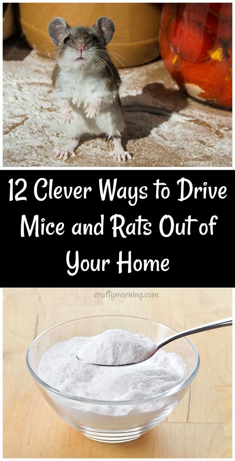 How to get rid of mice in your house. Remove exposed food. Bird food, pet food and trash are all potential food sources for rodents. Be sure to seal your trashcans with a lid that locks. Keep any uneaten pet food or bird seed in a sealed container inside your garage or home to prevent access to mice. Set baited traps. 
