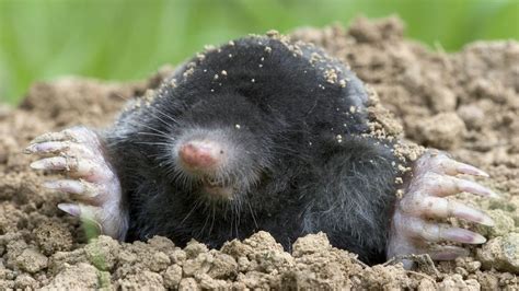 How to get rid of moles without hurting them Tom s Guide