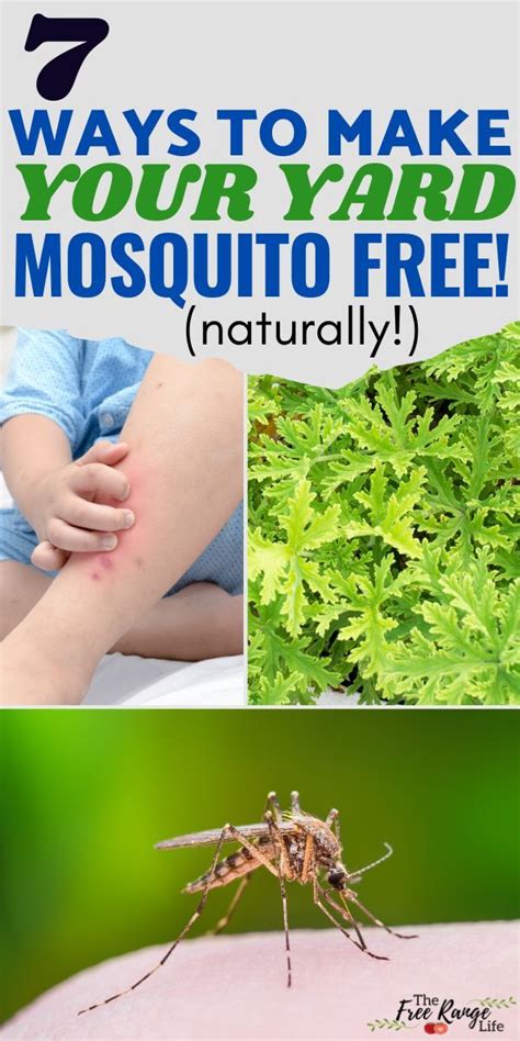 How to get rid of mosquitoes in backyard naturally. Repel mosquitos with plants and essential oils. Certain plants and herbs can act as mosquito repellents. “Some of these include citronella, marigolds, and lavender, says Brooks Pest Control. “You can also try using essential oils like lemon eucalyptus or tea tree oil as a natural mosquito repellent.”. 