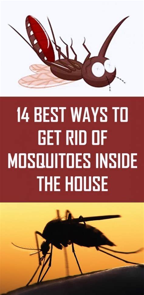 How to get rid of mosquitoes in house. Eliminating Sources of Standing Water. Eliminating sources of standing water is one of the most effective ways to keep mosquitoes away from your chicken coop. Mosquitoes need a source of standing water in order to lay their eggs, so its important to get rid of any pools of water that may be around the area. 