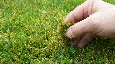 How to get rid of moss in lawn. Apply Sulphate of Iron. Iron compounds are effective moss killers and work quickly to stimulate grass growth. Sulphate of Iron comes in a handy 500 g pack. Mix it with water in a watering can, and apply. Over time, the moss will turn black and can be raked out of the lawn. Over sow with a suitable lawn seed. 