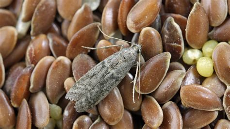 How to get rid of moths and protect your clothes Tom s Guide
