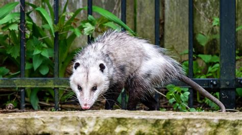 How to get rid of opossums. 